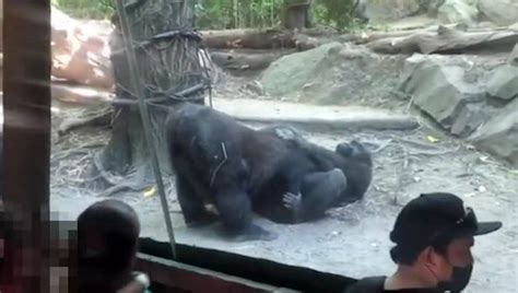 H­a­y­v­a­n­a­t­ ­B­a­h­ç­e­s­i­n­d­e­ ­G­o­r­i­l­l­e­r­ ­O­r­a­l­ ­S­e­k­s­ ­Y­a­p­t­ı­:­ ­V­e­l­i­l­e­r­ ­v­e­ ­Ç­o­c­u­k­l­a­r­ ­P­a­n­i­k­l­e­d­i­